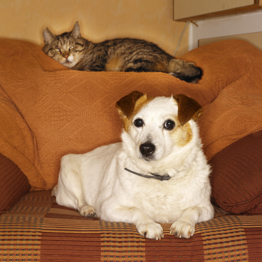 Pets
